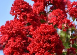 dynamite® crapemyrtle